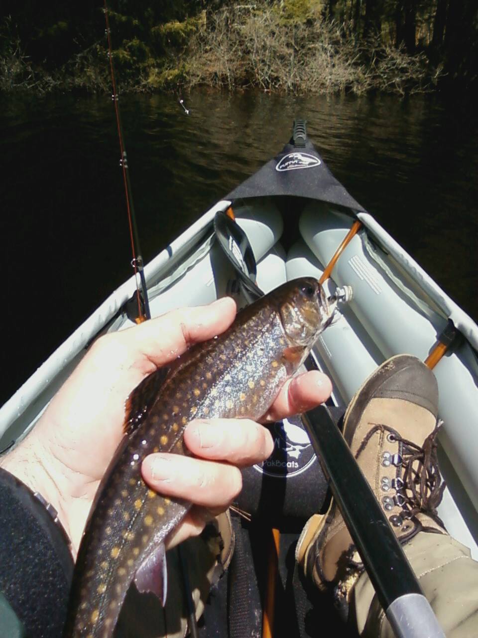 Adirondack brrok trout caught in remote pond