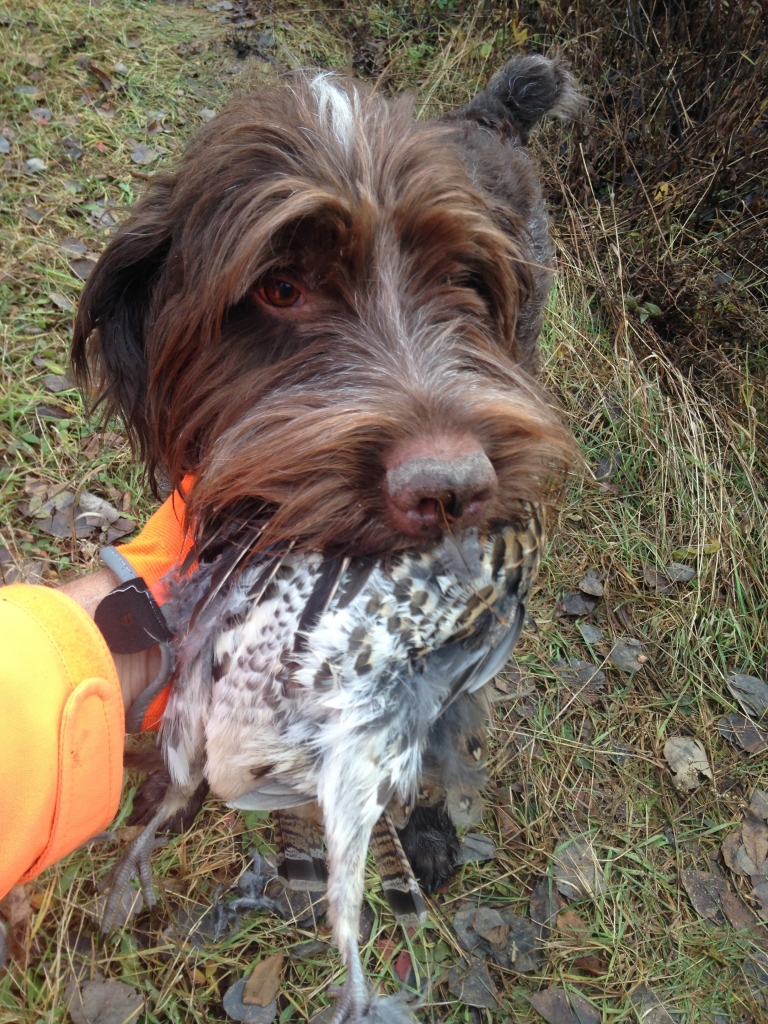 Guided Adirondack Grouse and Woodcock Hunts New York