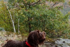 Adirondack-Bird-Dog-Tucker-2