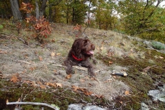 Adirondack-Bird-Dog-Tucker