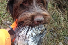 Tucker grouse retrieve 2016