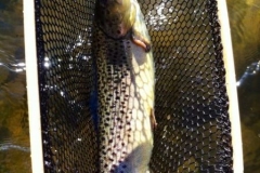 Big Ausable  Brown caught fly fishing with Nessmuks's Guides