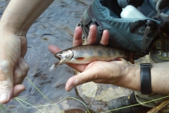 Adirondack Brookie and the Audsable Bomber