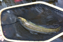 Fly Fishing in the Adirondacks with Nessmuk's Guides