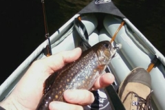 Fly Fishing in the Adirondacks with Nessmuk's Guides-brook trout