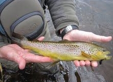 Fly Fishing in the Adirondacks with Nessmuk's Guides