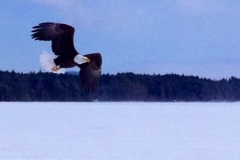 eagle upper saranac