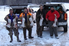 adirondack snowshoe hare 1