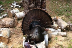 Adirondack-Gobbler